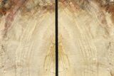 Tall Polished Petrified Wood Bookends #321915-2